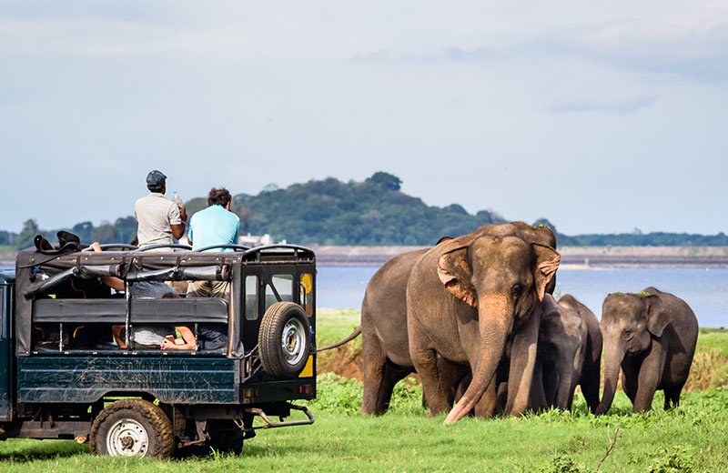 LS_B3_Sri-lanka_s-national-parks-and-what-its-famous-for_800x520