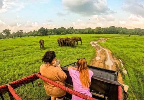 c6fa1d71-6dcc-4dd9-b852-bf29a1fbe9ff_hurulu-eco-park-half-day-wild-elephant-safari-in-sri-lanka-medium